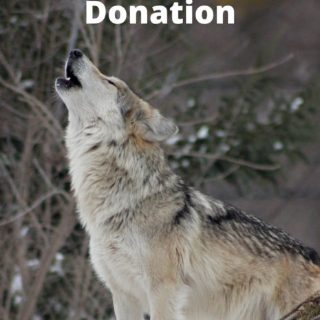 Donation (1)